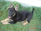 Kriegshund German Shepherds